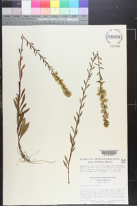 Solidago pulverulenta image