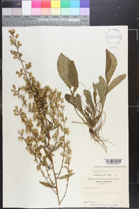 Solidago erecta image