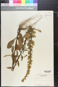 Solidago erecta image