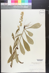 Solidago erecta image