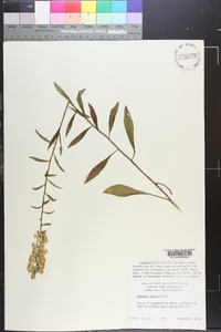 Solidago erecta image