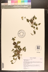 Potentilla indica image