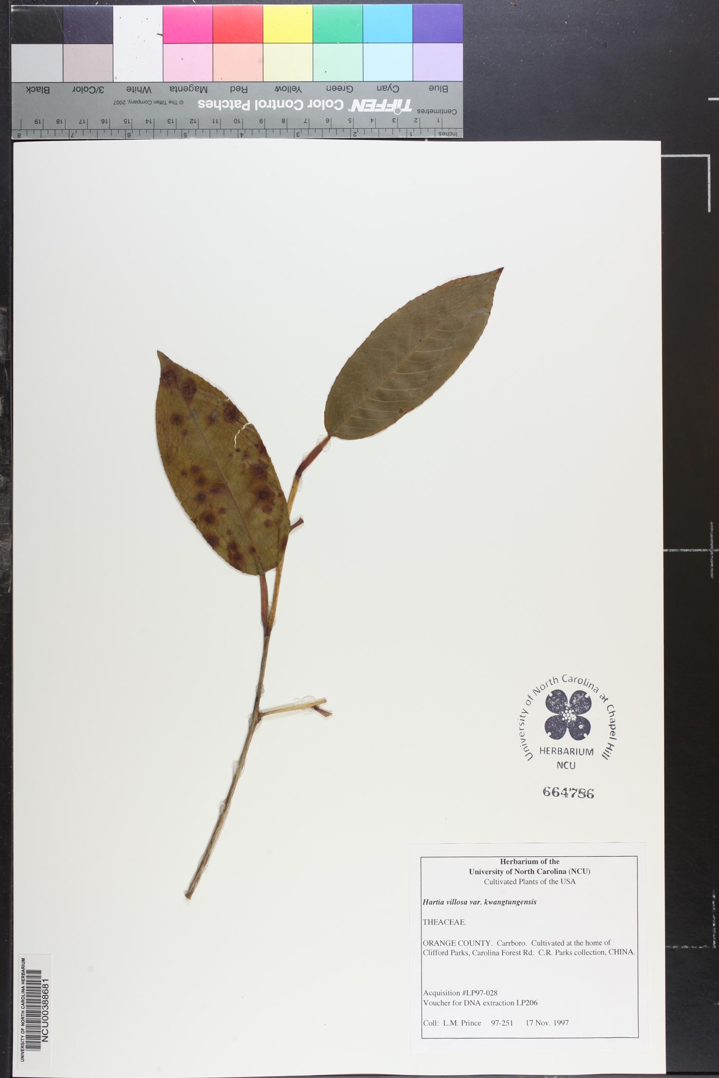 Stewartia villosa var. kwangtungensis image