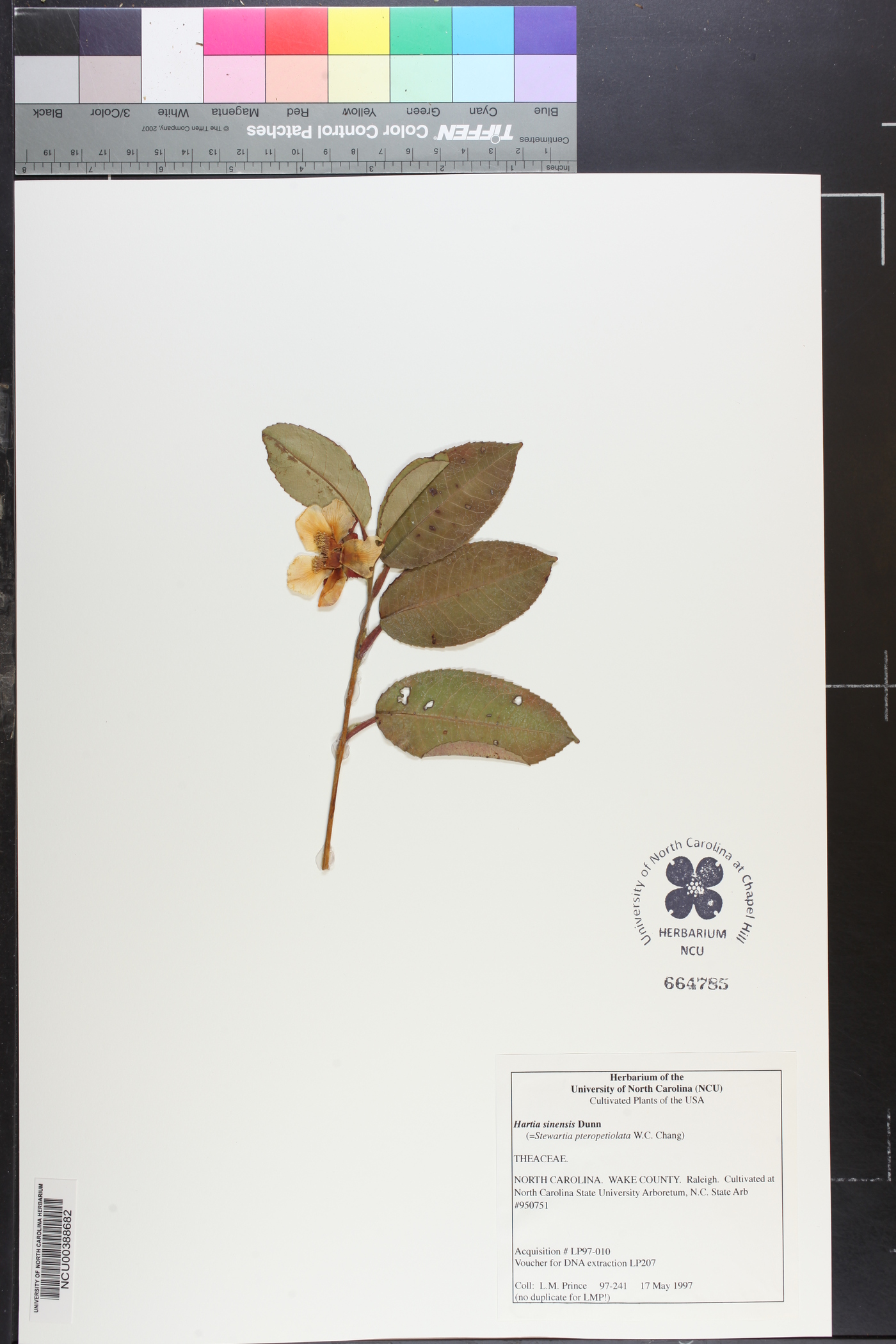Stewartia pteropetiolata image