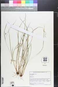 Carex godfreyi image