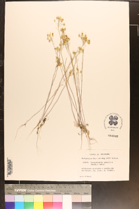 Physaria gracilis image