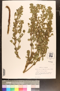 Baptisia hirsuta image