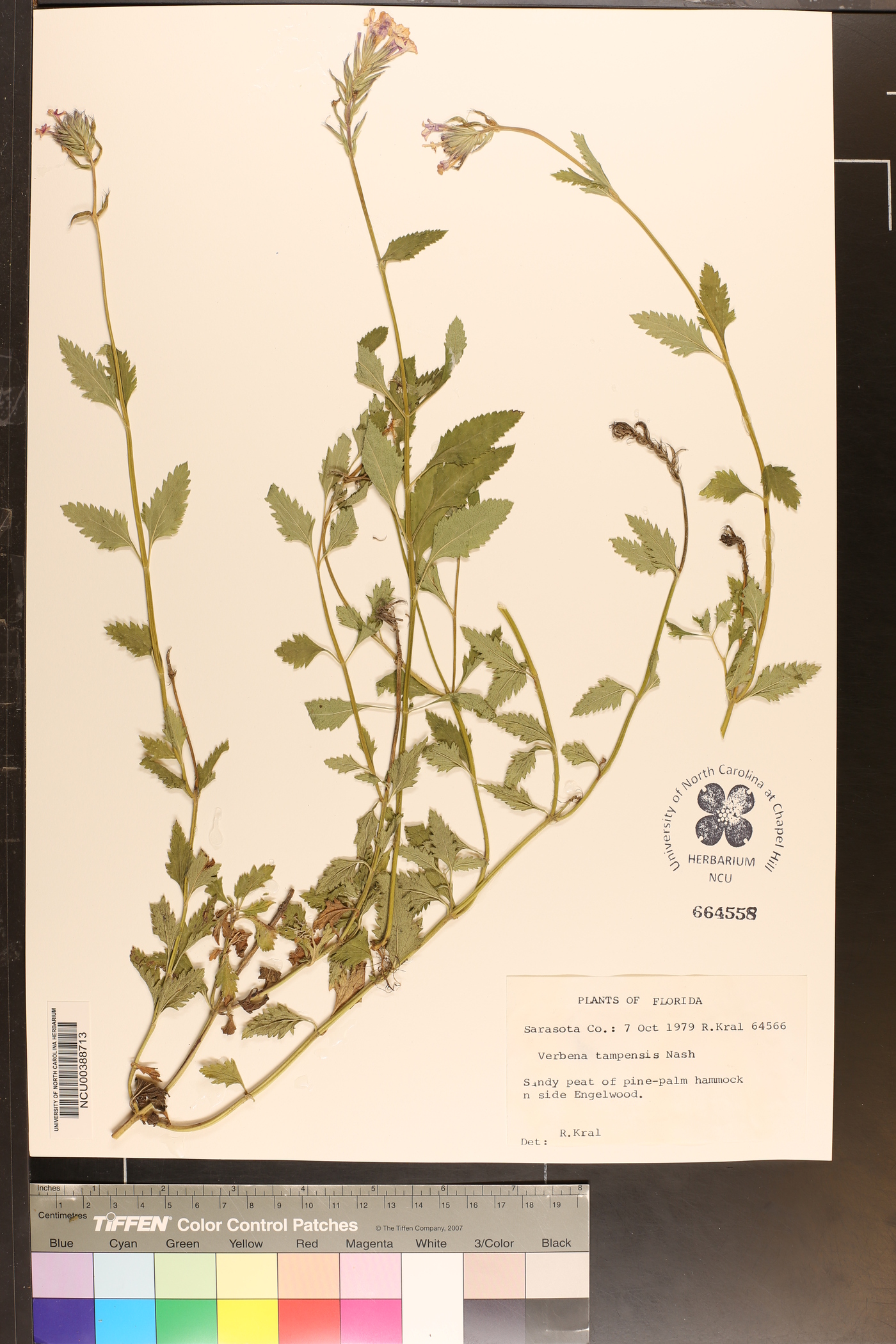 Verbena tampensis image