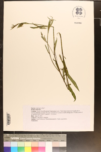 Ludwigia alata image