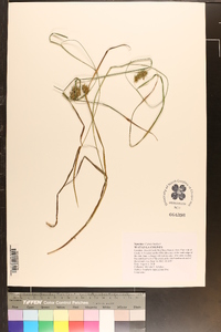 Carex baileyi image