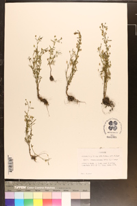 Chaenorhinum minus image