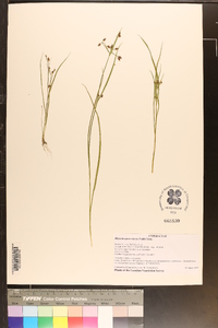 Rhynchospora nitens image