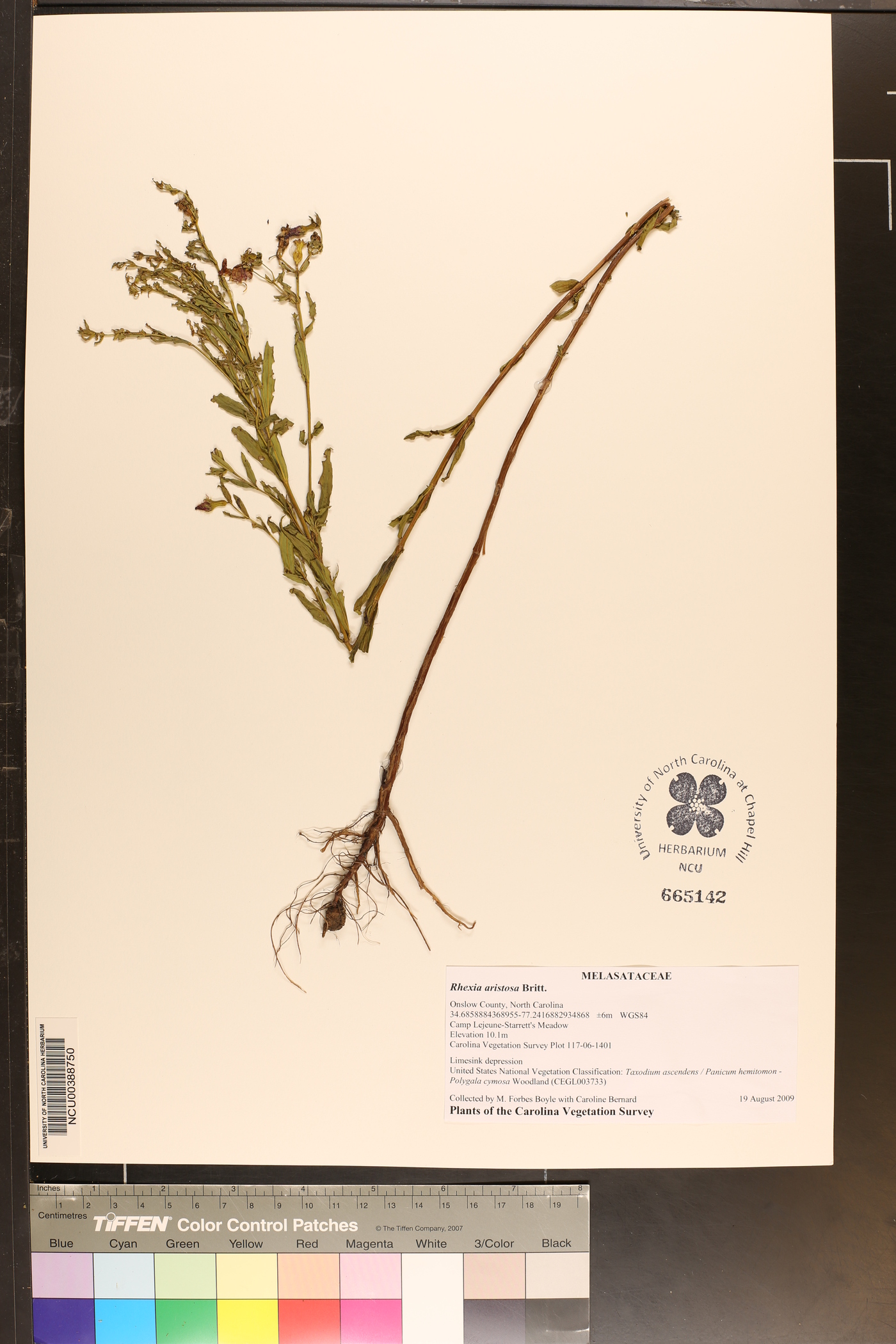 Rhexia aristosa image