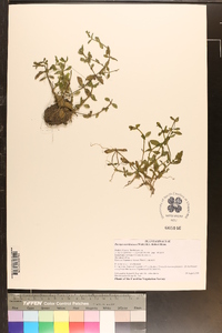 Bacopa caroliniana image