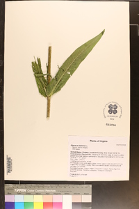 Dipsacus fullonum image