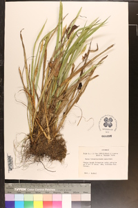 Carex latebracteata image