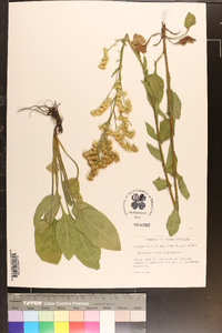 Solidago verna image