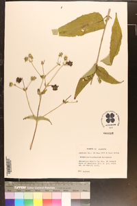 Silphium brachiatum image