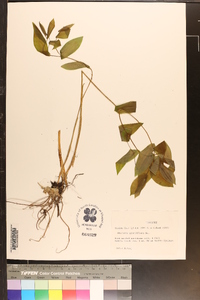 Uvularia grandiflora image