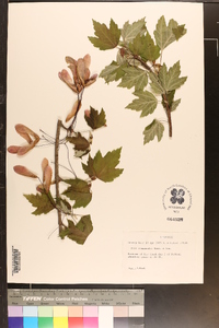 Acer drummondii image