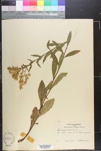 Solidago erecta image