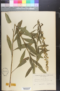 Solidago speciosa image