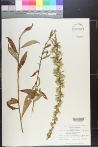 Solidago erecta image