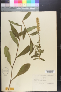 Solidago erecta image