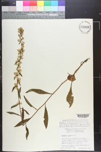 Solidago erecta image