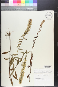 Solidago erecta image