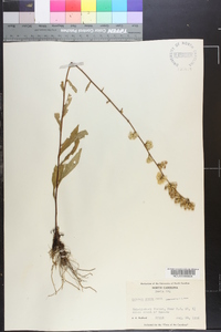 Solidago erecta image