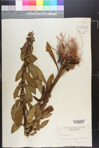 Solidago erecta image