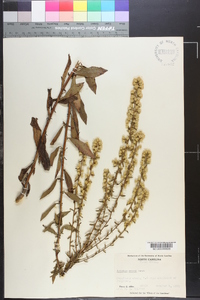 Solidago erecta image