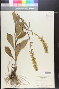 Solidago erecta image