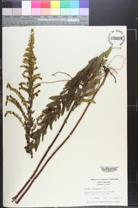 Solidago fistulosa image