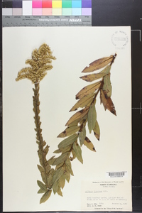 Solidago fistulosa image