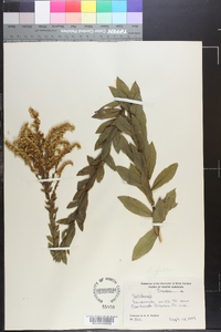 Solidago fistulosa image