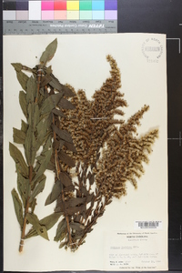 Solidago fistulosa image