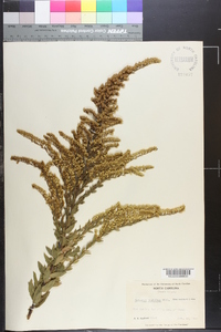 Solidago fistulosa image