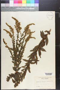 Solidago fistulosa image