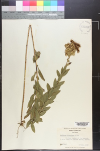 Solidago fistulosa image