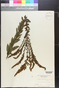 Solidago fistulosa image