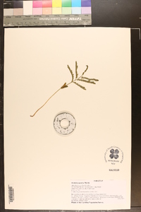 Gleditsia aquatica image