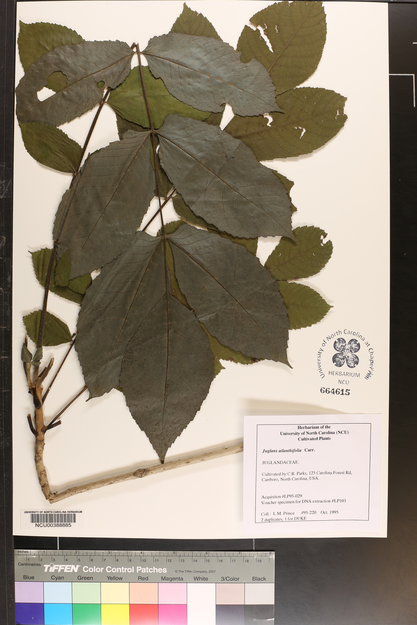 Juglans ailantifolia image