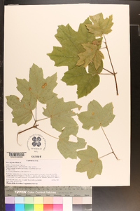 Acer nigrum image