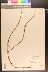 Equisetum palustre image