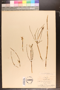 Equisetum palustre image