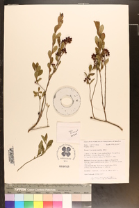 Vaccinium tenellum image