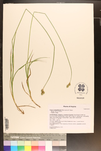 Carex molestiformis image