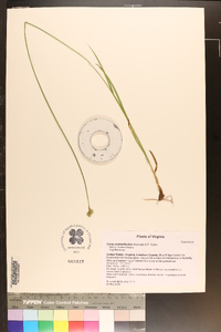 Carex molestiformis image